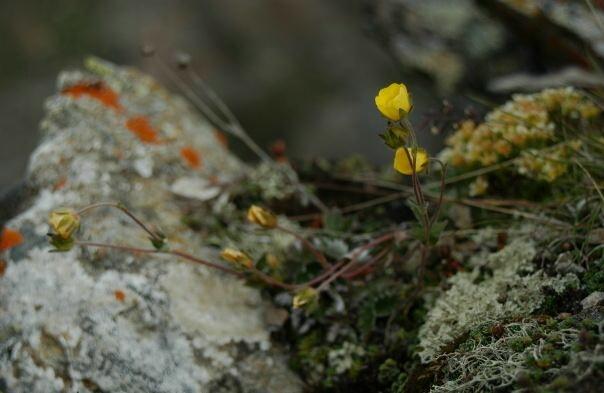 Potentilla nivea / Cinquefoglia nivea